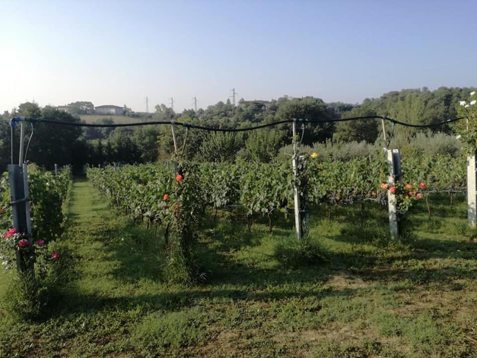 Il Casale Di Lucullo Βίλα Lucignano Εξωτερικό φωτογραφία