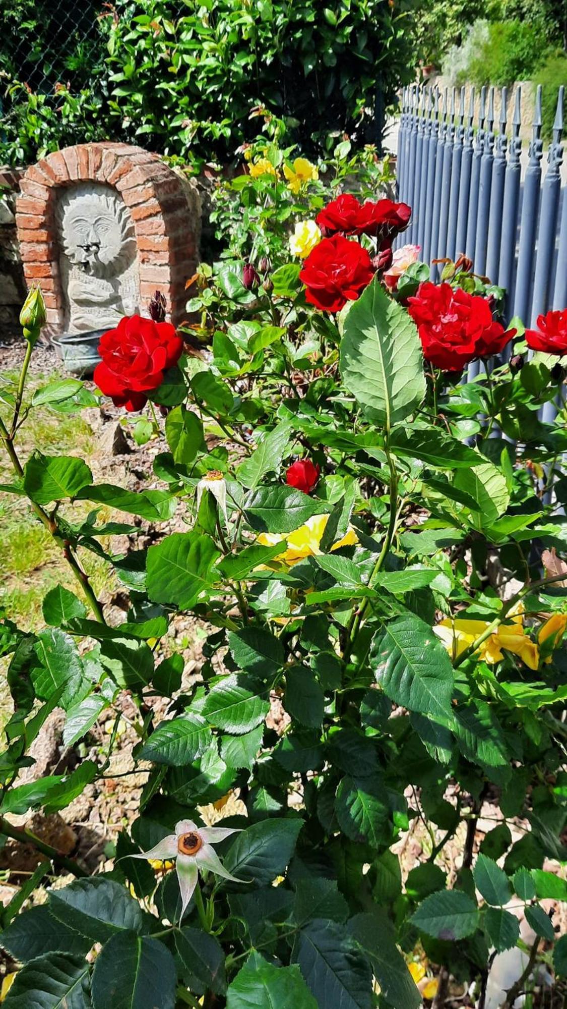 Il Casale Di Lucullo Βίλα Lucignano Εξωτερικό φωτογραφία